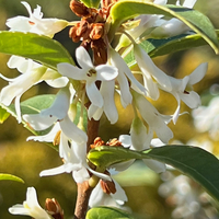 Osmanthus x burkwoodii